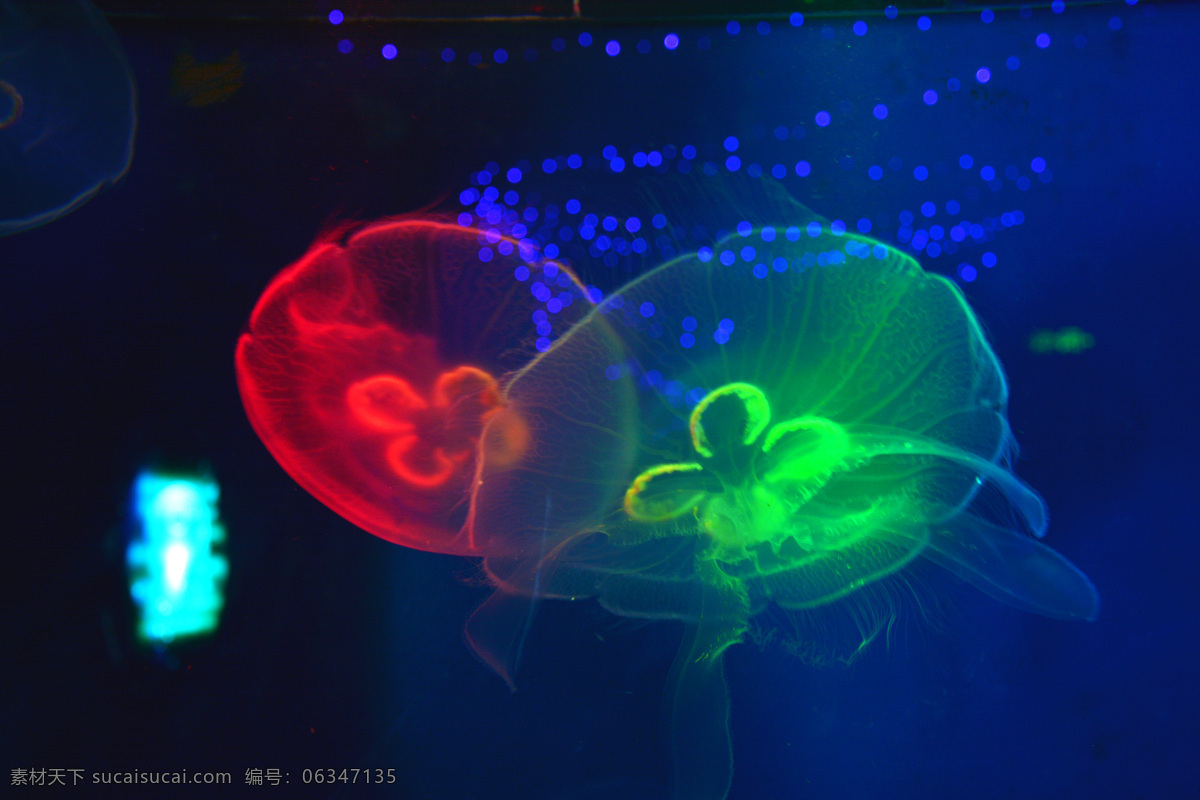 水母 海洋生物 海洋动物 红色水母 绿色水母 生物世界