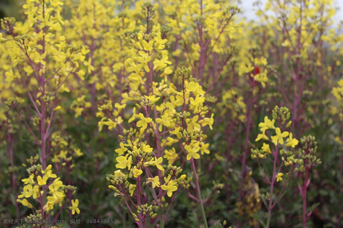 花 花草 花卉摄影 花卉素材 花卉图片 设计素材 生物世界 油菜花 春季景观 鲜花摄影 春季摄影 春季花卉 psd源文件