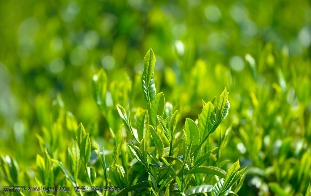 茶园图片 茶园 采茶 茶山 生态茶园 有机茶园 新茶 绿茶 自然景观 自然风景