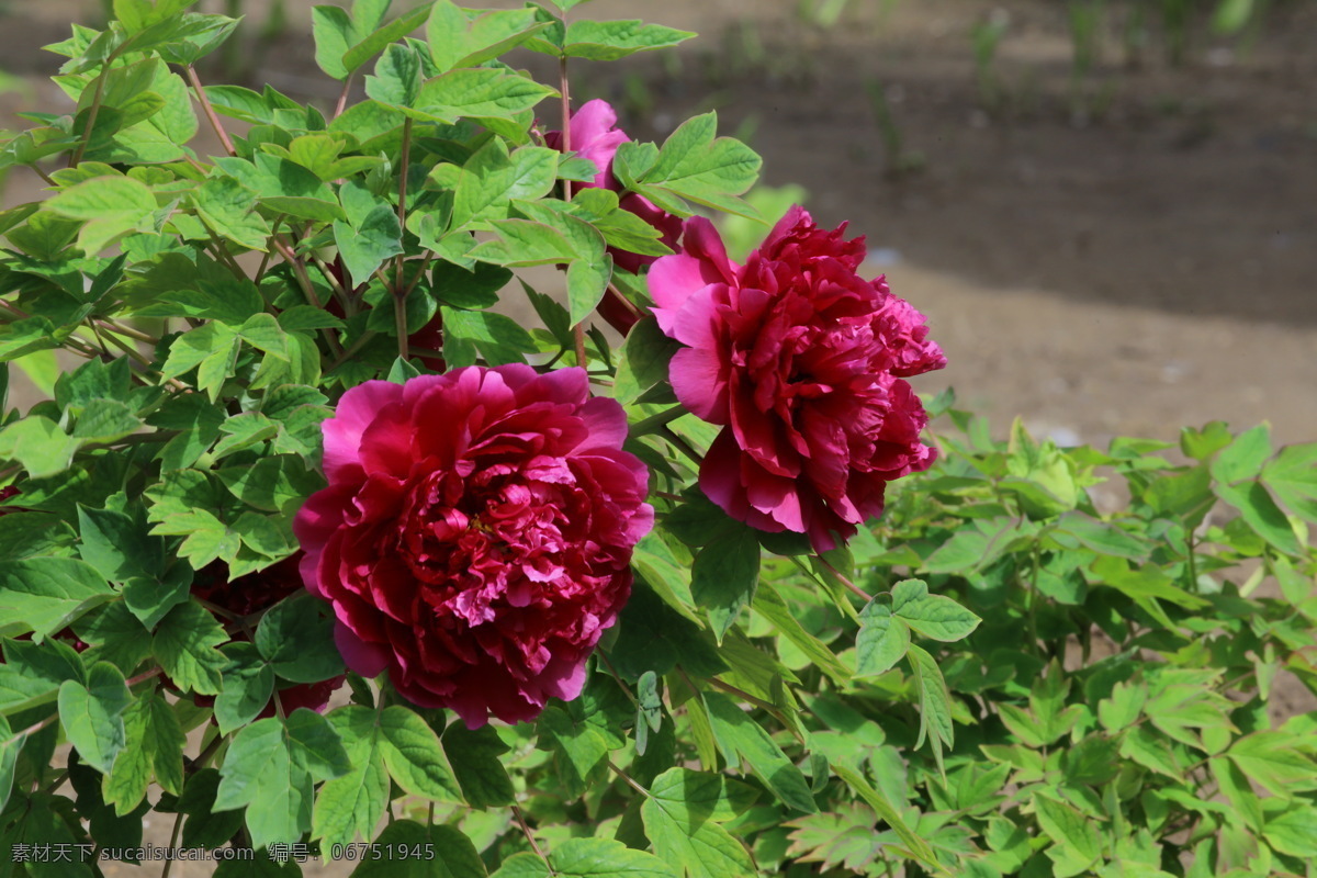 牡丹花 牡丹 观赏花卉 鼠姑 木芍药 百雨金 洛阳花 花朵 花瓣 花蕊 花卉 花儿 花草 植物 园林绿化 绿化景观 芍药牡丹 生物世界