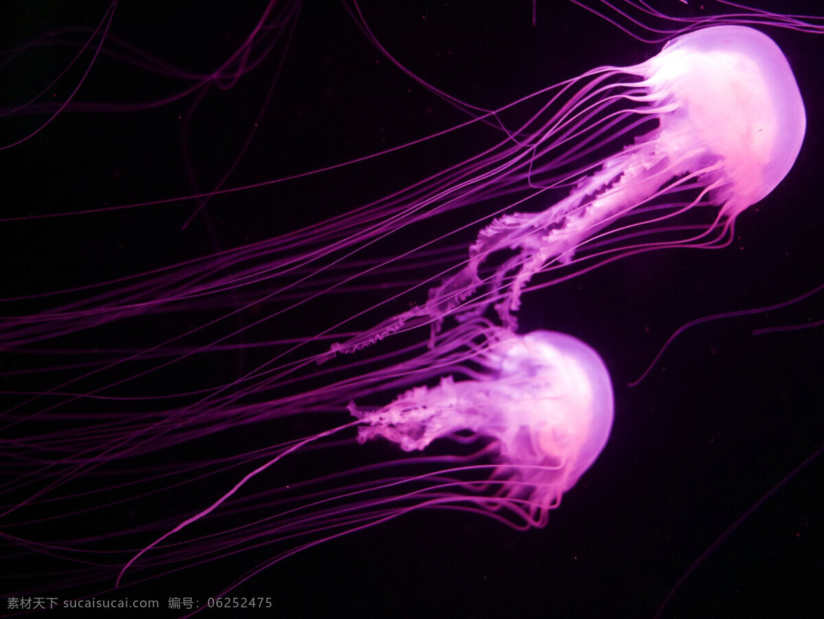 紫色水母 动物 蓝色 生物 危险 黑暗 深度 水母 浮动 发光 海洋 自然 背景 深海 生物世界 海洋生物