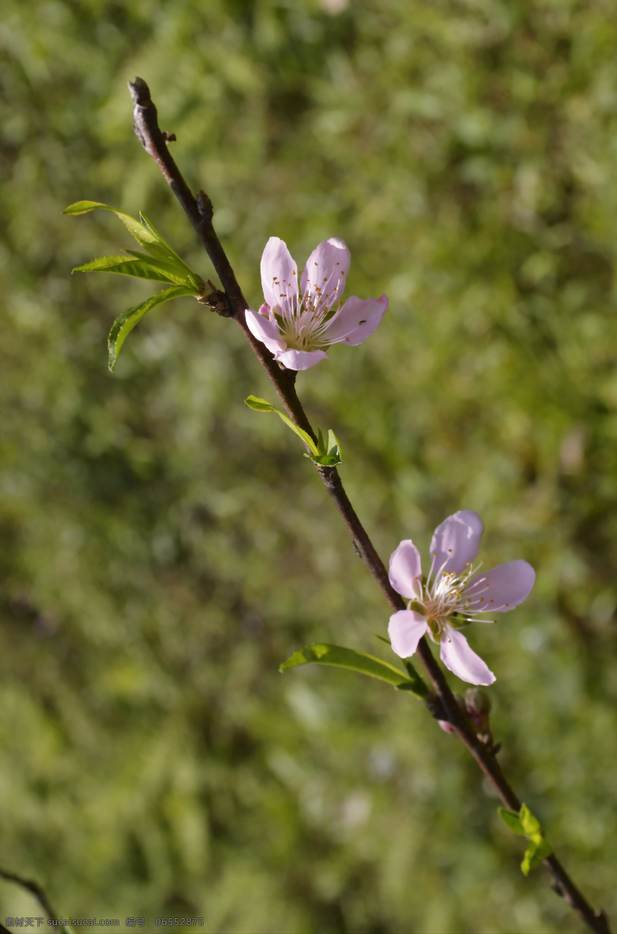 春光 春天 户外 花草 花木 美好 生机 桃花 早春 自然 桃花运 天空 阳光 画意 诗意 生物世界 psd源文件