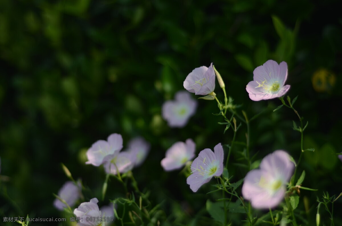 花菱草 花卉 花朵 花瓣 花蕊 花托 花茎 花叶 罂粟科 加州罂粟 金英花 人参花 洋丽春 花蕾 鲜花 白色 黄色 特写 花卉特写 植物类 生物世界 花草