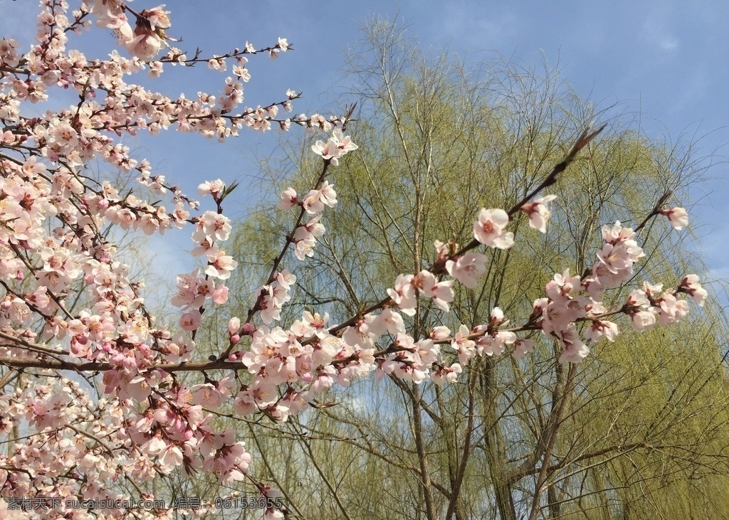 桃树 桃花 春景 植物 生物世界 树木树叶