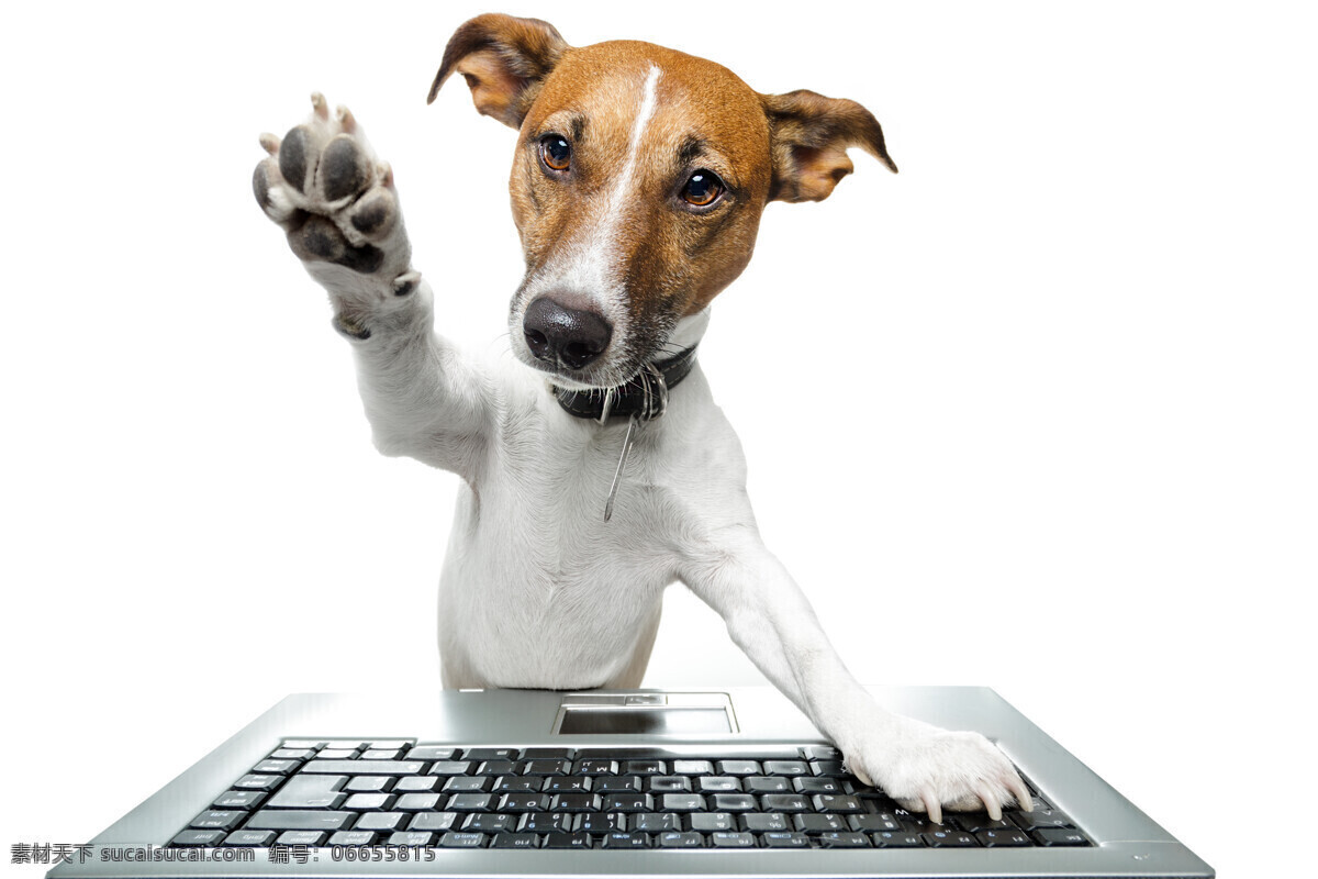 电脑 键盘 小狗 笔记本电脑 宠物狗 狗狗 可爱小狗 可爱动物 狗狗图片 生物世界