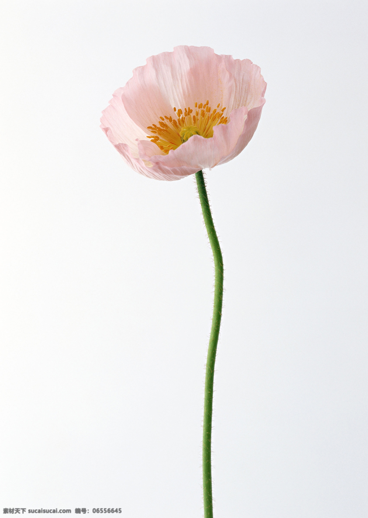 粉色 野花 花 花特写 花写真 摄影图 微距 写真 粉色野花 生物世界