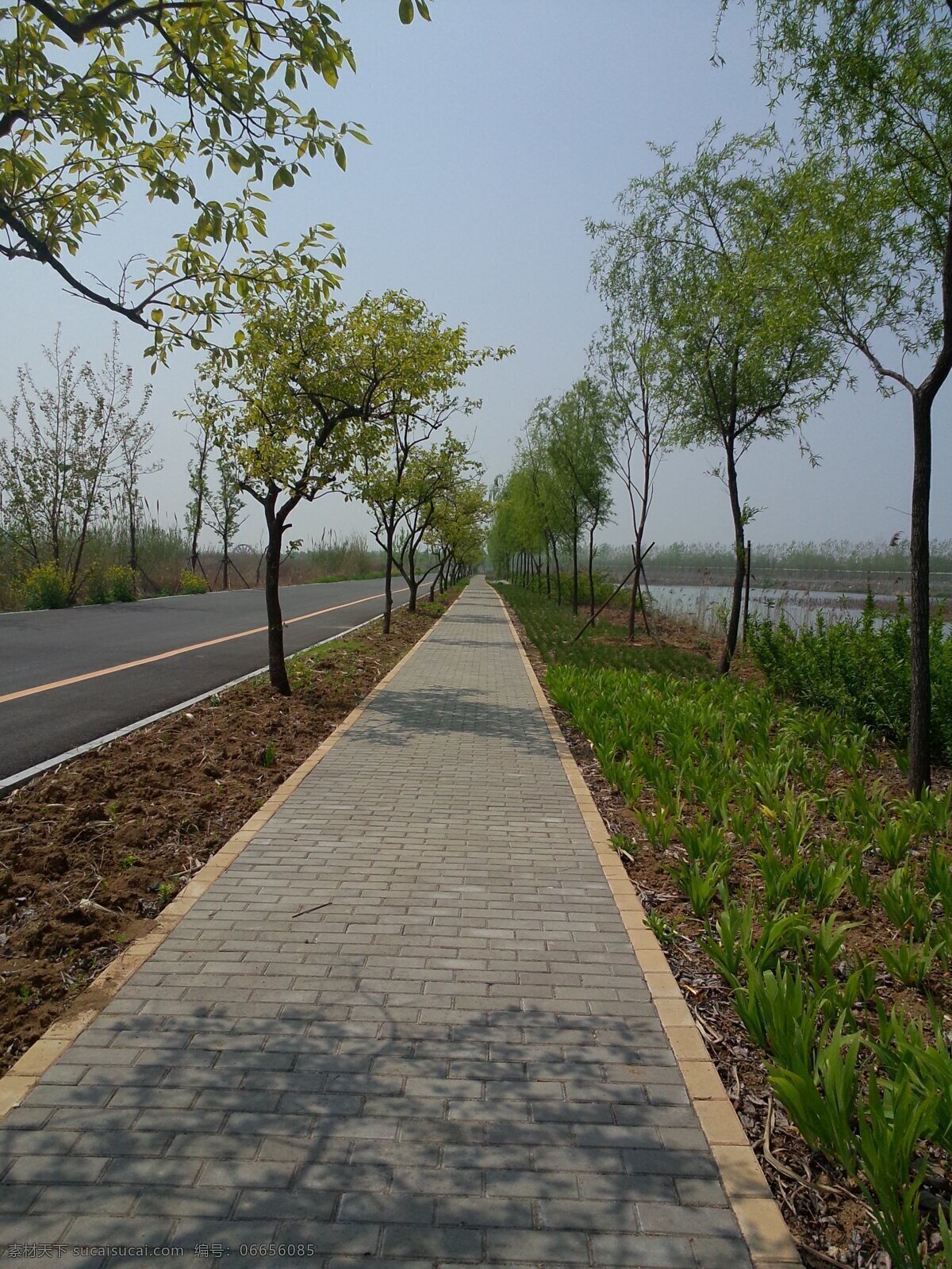 风景 绿色 树木 路 天空 在路上 旅行 自然 旅游摄影 自然风景