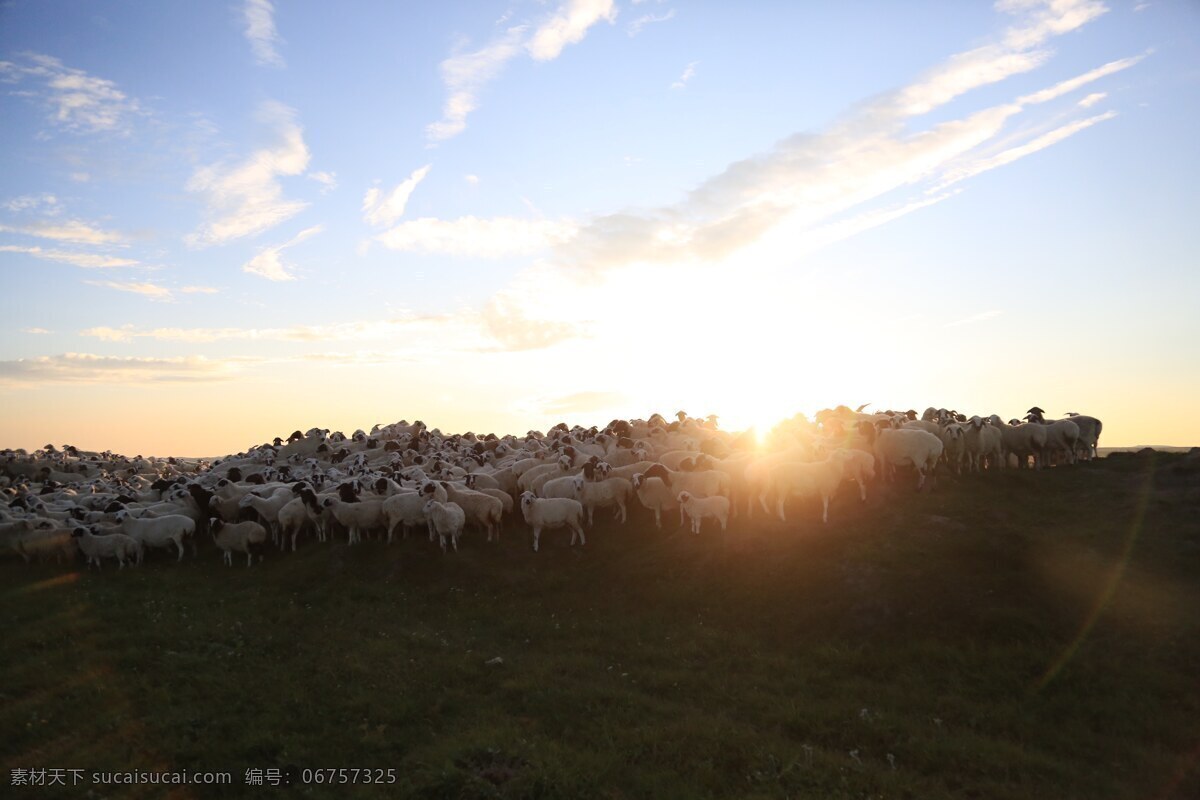 天空 夕阳 云彩 草原 放牧 羊 乌珠穆沁 旅游摄影 国内旅游