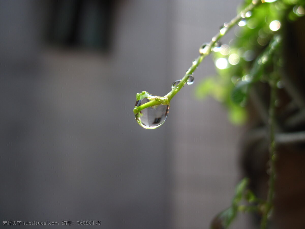 水滴 微 距 花草 绿色植物 生物世界 小草 水滴微距 盘栽 植物微距 psd源文件