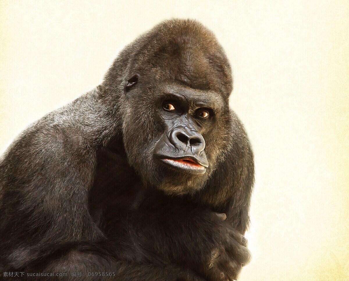 猩猩 大猩猩 猩猩素材下载 狒狒 黑猩猩 动物 野生动物 生物世界