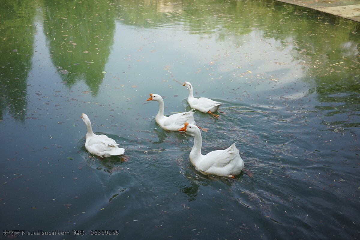 春江 水暖 鸭 先知 鹅 天鹅 湖 池塘 划水 生物世界 家禽家畜