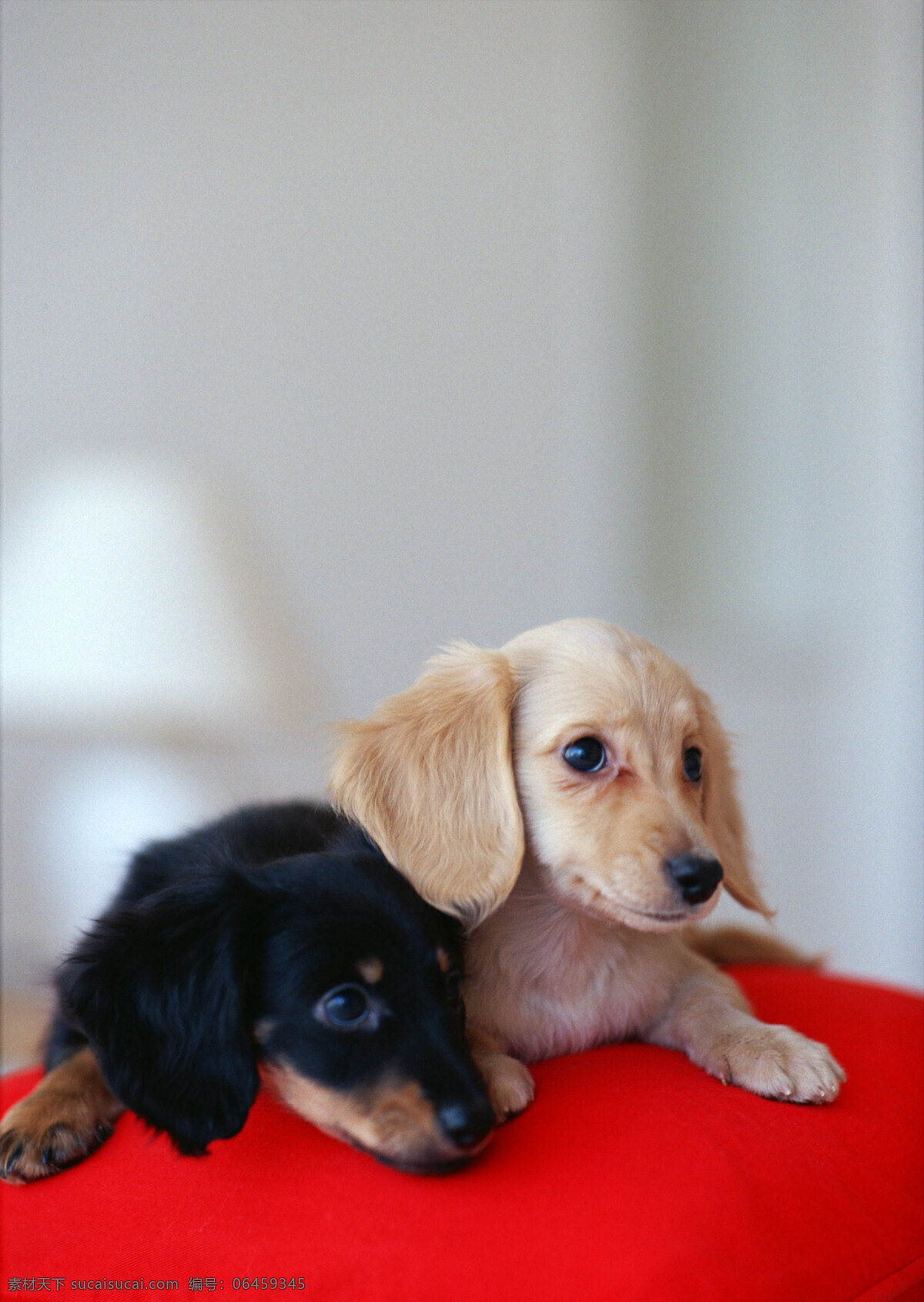 趴 两 只 狗 宠物 宠物狗 可爱 小狗 名犬 名贵犬种 犬科动物 陆地动物 生物世界 狗狗图片