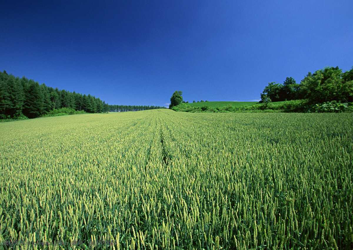 麦田 蓝天 绿地 空旷 绿树 蓝色 绿色 自然景观 自然风景