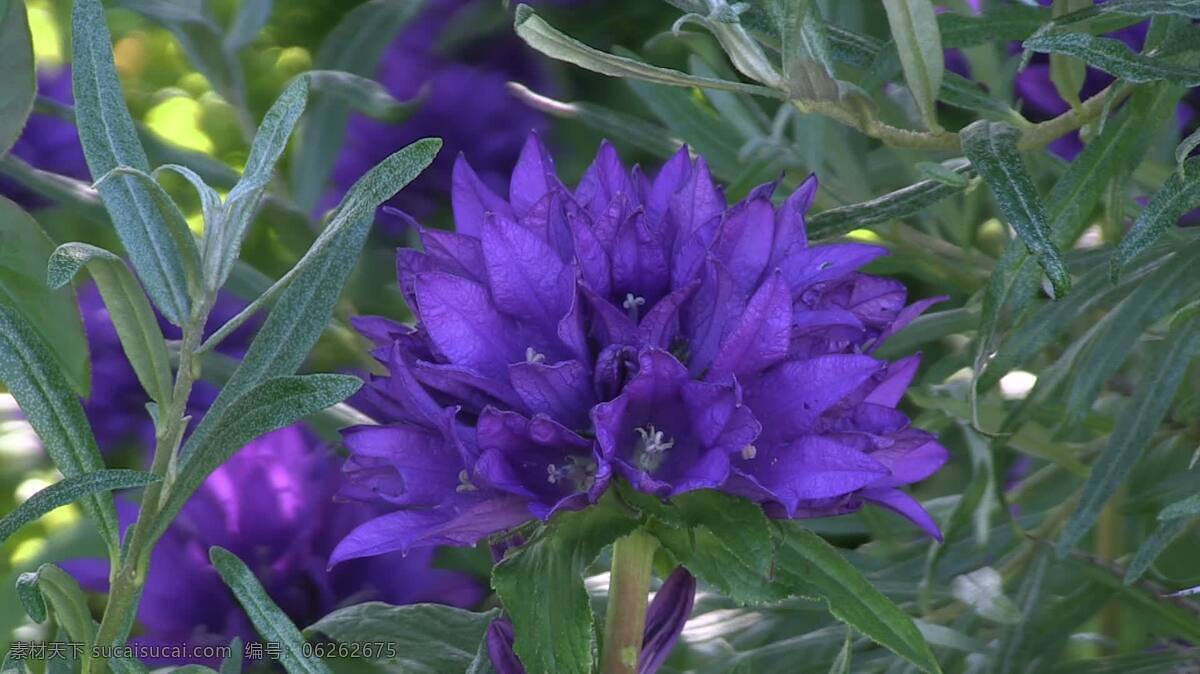 花园里的花 自然 花园 花 夏天 园艺 紫色 花瓣 精致的 花粉