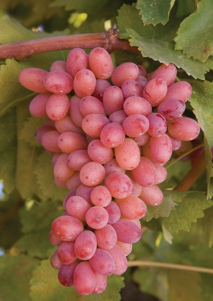 提子 新鲜提子 美国红提 葡萄 提子摄影 红提子 新鲜葡萄 水果 新鲜水果 生物世界