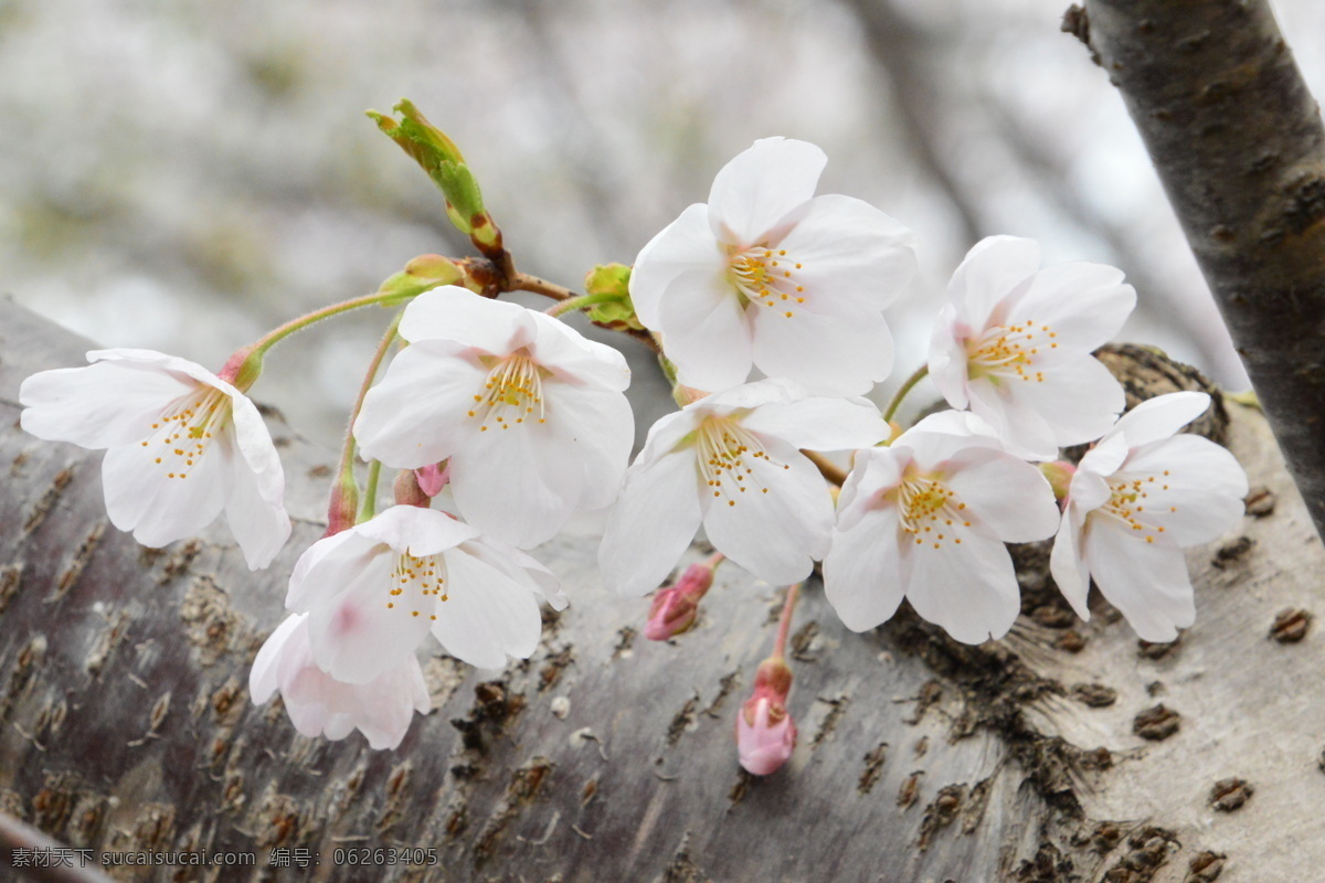 樱花 满园春色 花枝 玉渊潭樱花节 玉渊潭春色 树干 花朵 春色 花卉 花儿 花骨朵 花草 树枝 枝叶 园林景观 绿化景观 生物世界