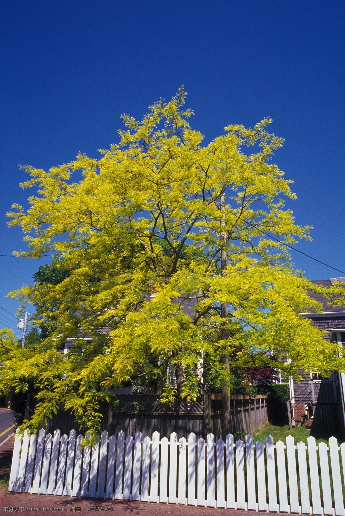 房屋免费下载 别墅 房屋 房子 花朵 花花世界 建筑物 全方位 平面设计 辞典 渡假村 木房