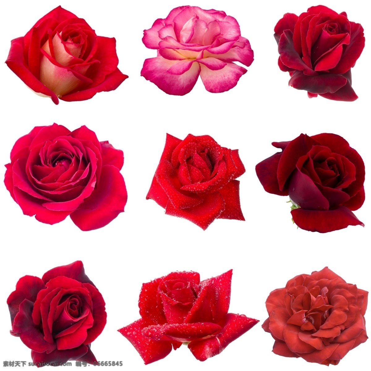 玫瑰 红玫瑰 黄玫瑰 花 植物 美丽 妖艳 装饰 饰品 矢量玫瑰花 玫瑰花插画 玫瑰花图标 玫瑰花素材 玫瑰素材