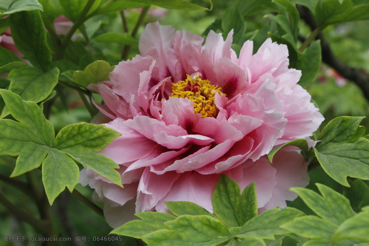 牡丹花 牡丹 鼠姑 木芍药 百雨金 洛阳花 花卉 花儿 花草 植物 园林绿化 绿化景观 花朵 芍药牡丹 生物世界