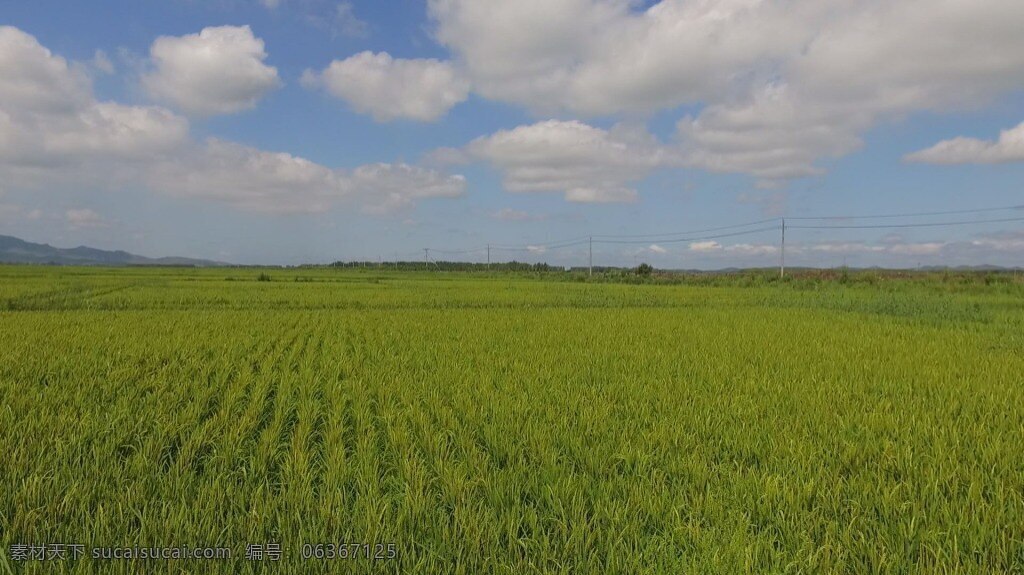 水稻 航拍 视频 蓝天白云 农田 美丽景色 绿色水稻 夏天航拍