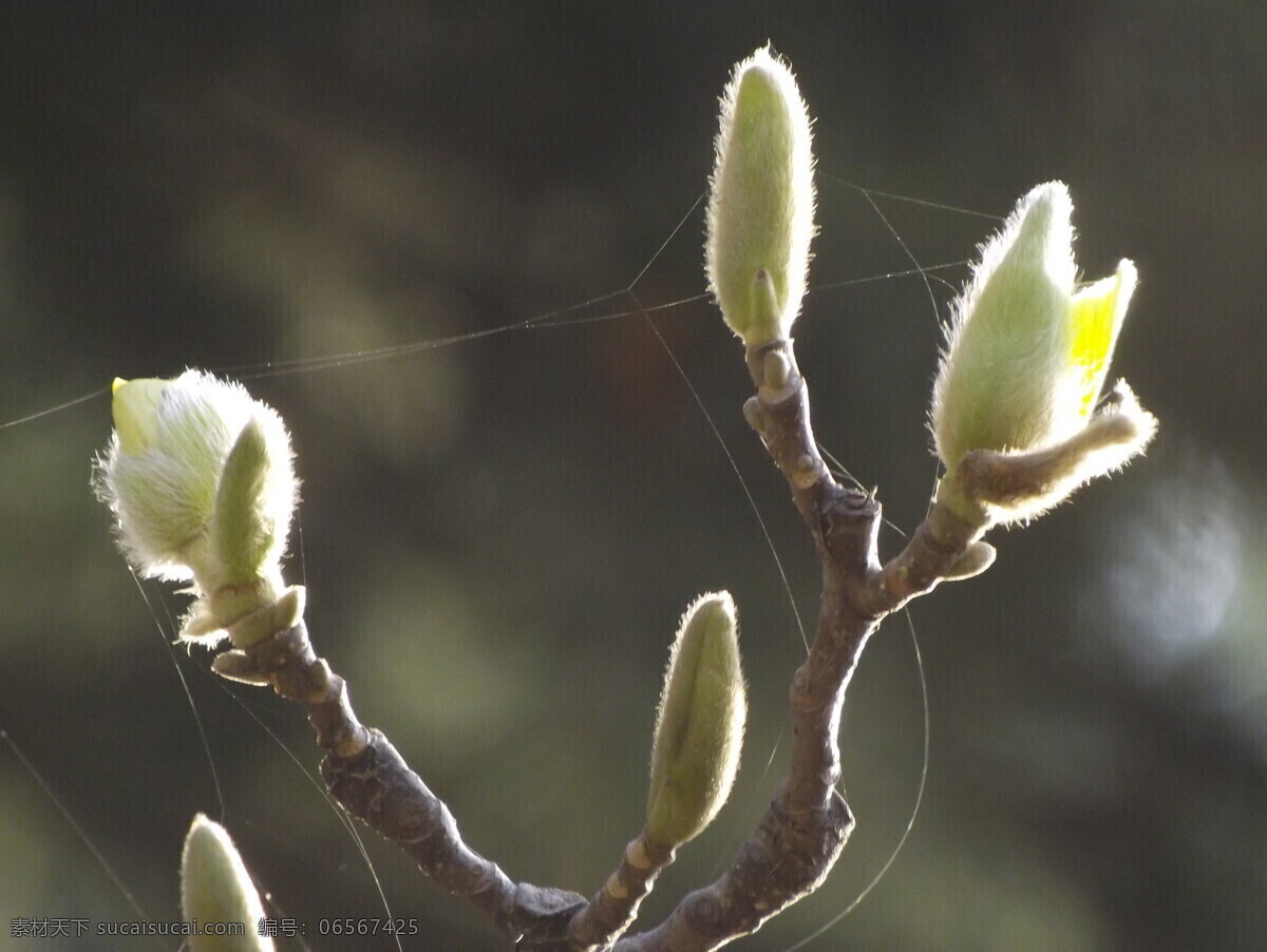 玉兰花 春天 花草 花蕾 生物世界 玉兰 psd源文件