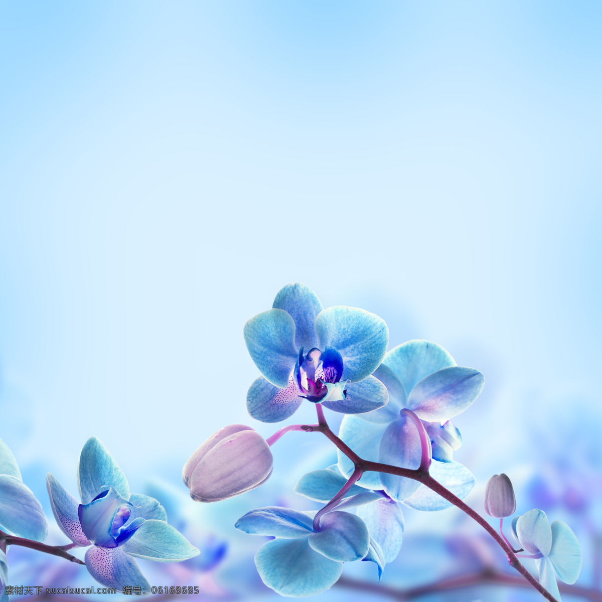 高清 蓝色 蝴蝶兰 花朵 花卉 兰花