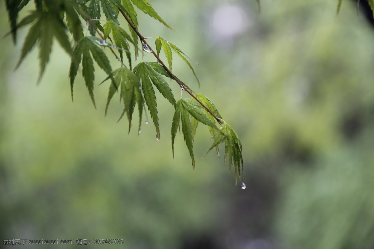 春雨 季节 春天 雨水 植物 叶子 自然景观 自然风景