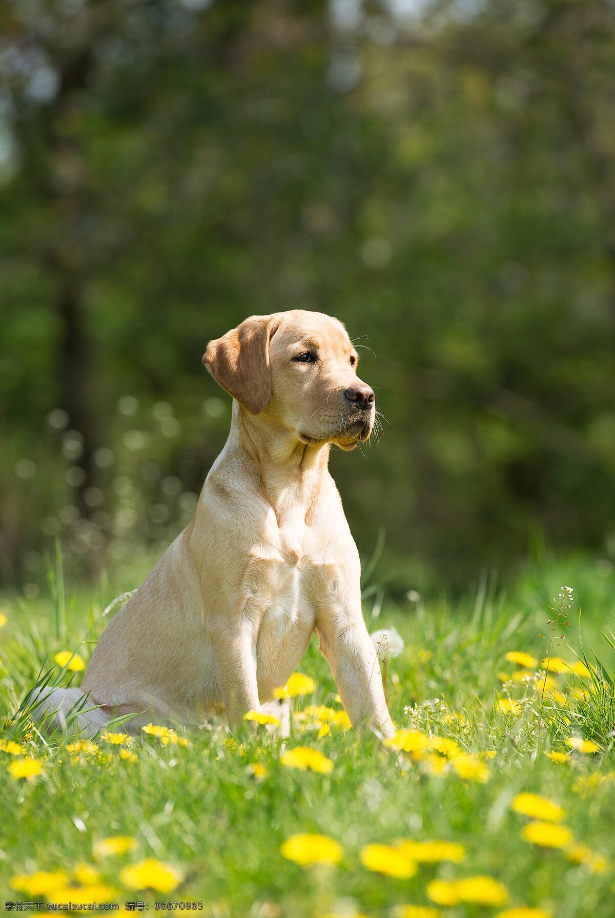 小狗 可爱 毛茸茸 犬 动物 宠物 萌犬 伙伴 狗写真 家犬 宠物狗 家畜 导盲犬 吉娃娃 忠诚 黑狗 白狗 狗素材 狗壁纸 小狗壁纸 狗背景 狗设计 狗狗 人与狗 可爱小狗 狗摄影 忠犬 狗特写 狗鼻 狗摆拍 一条股 一只狗 遛狗 狗毛 狗头 小狗创意 腊肠狗 小狗动画 小狗狗 狗动态 生物世界 家禽家畜