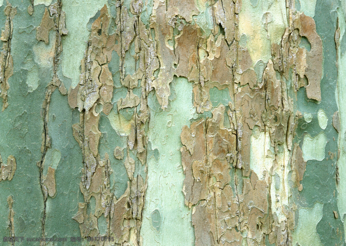 树皮 树木 木纹 材质 贴图 花草植物树木 生物世界 树木树叶