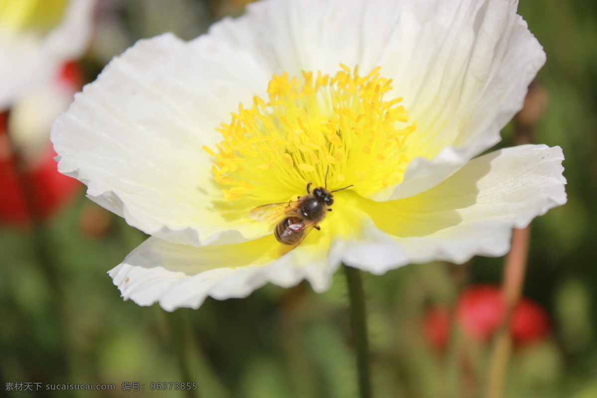 采蜜的蜜蜂 采蜜 蜜蜂 白色 花朵 春天 花展 花草 生物世界