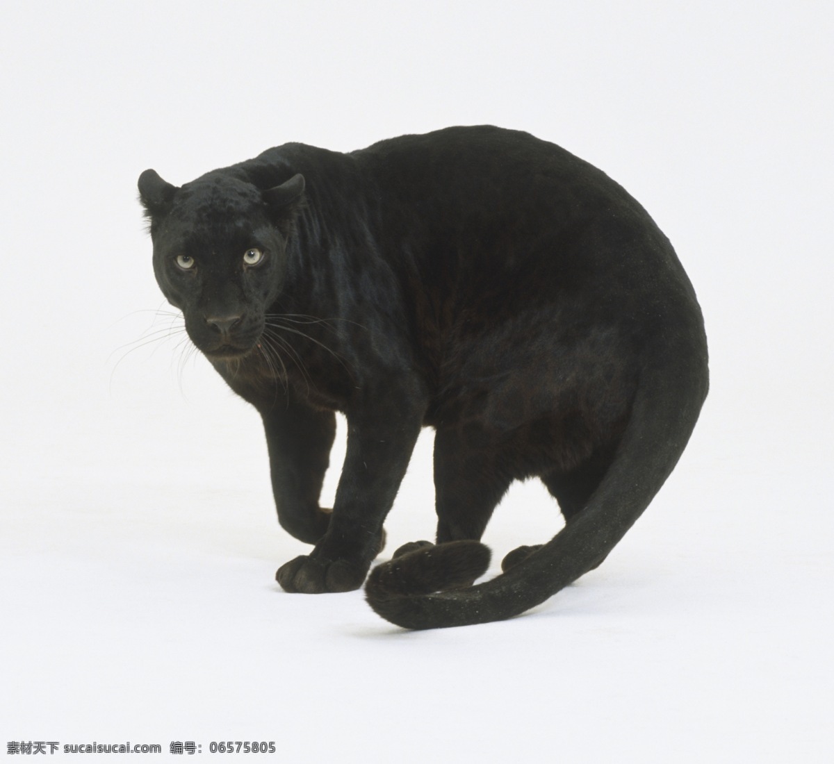 黑豹 动物 白色背景 伸展 美洲豹 机敏 生物 哺乳动物 脊椎动物 猫科动物 野生 生物世界 野生动物 摄影图库