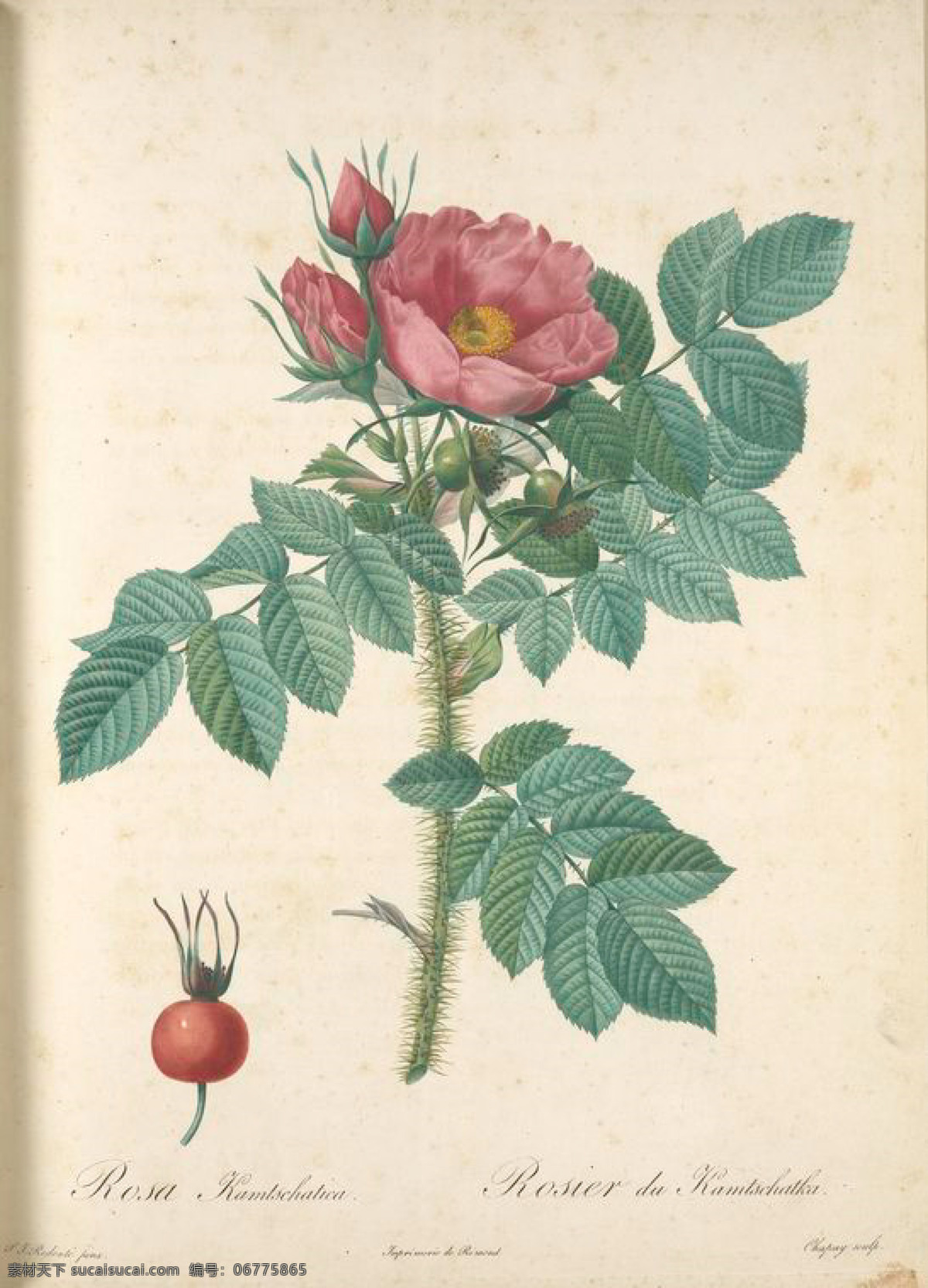 复古 油画 红色 花卉 花 玫瑰 艺术名画 植物图 文化艺术