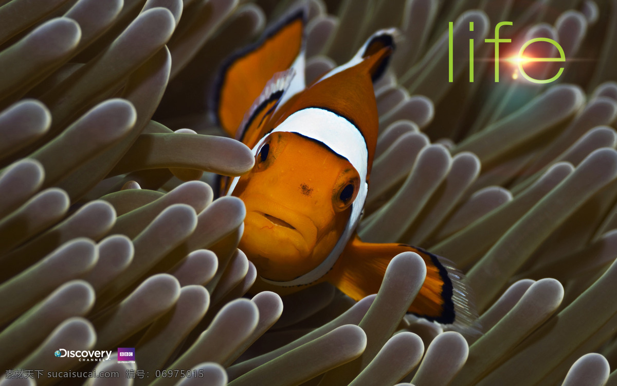 海底 总动员 动漫动画 动漫人物 海水 海洋 花纹 可爱 珊瑚 底总动员 小丑鱼 尼莫 鱼类 生物世界