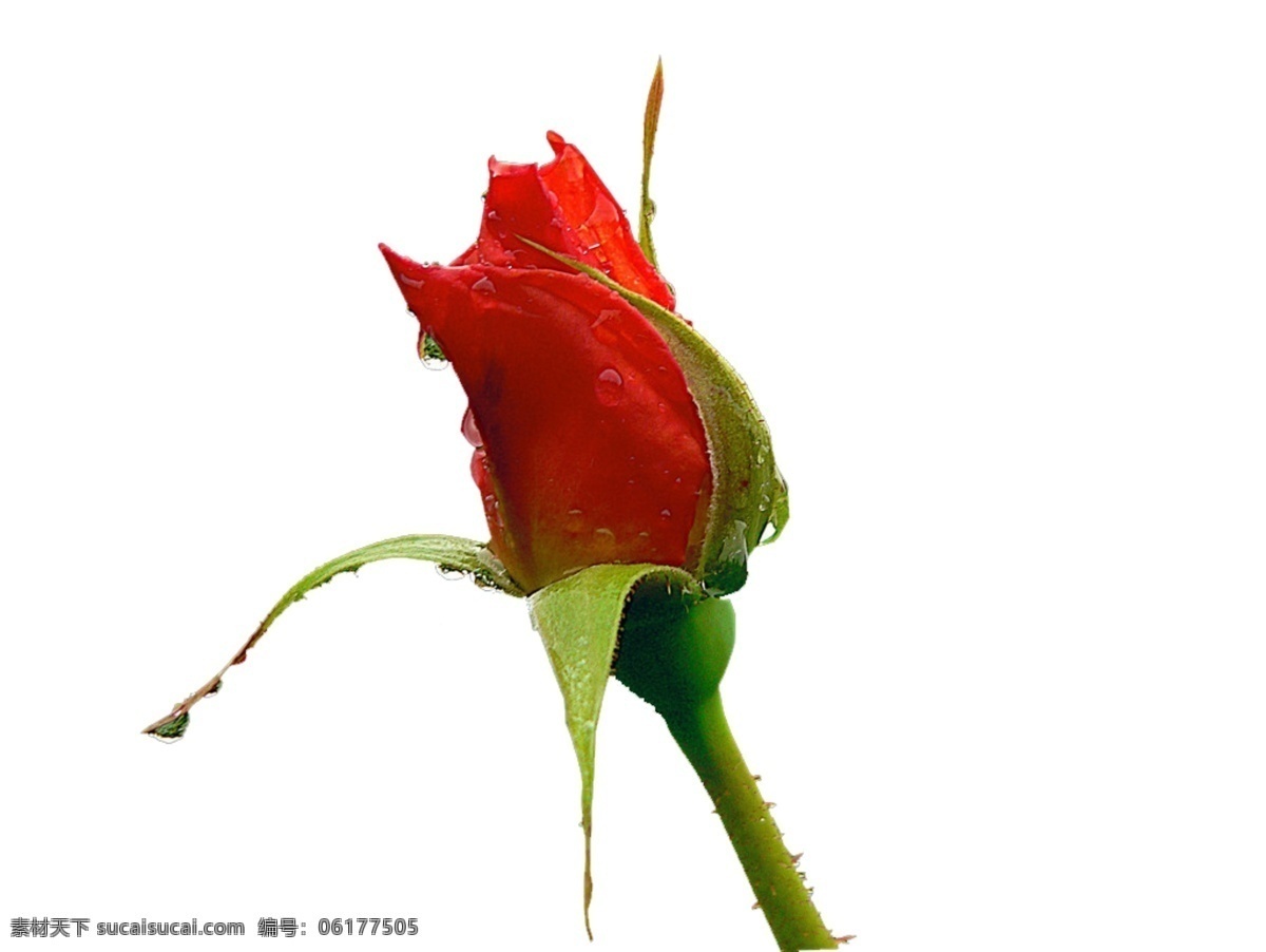 红色玫瑰花朵 免抠 花朵素材 白色