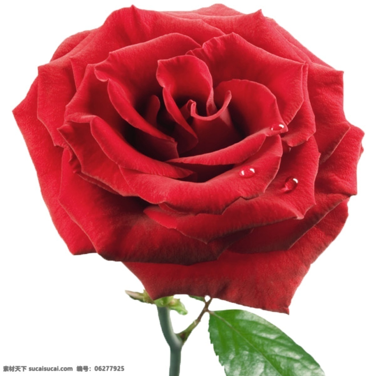 红火玫瑰 玫瑰 花朵 刺 单个