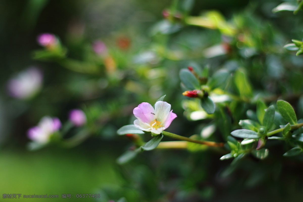 马齿苋 马苋 五行草 长命菜 五方草 瓜子菜 麻绳菜 马齿菜 蚂蚱菜 半支莲 龙须 草杜鹃 野菜 生物世界 花草