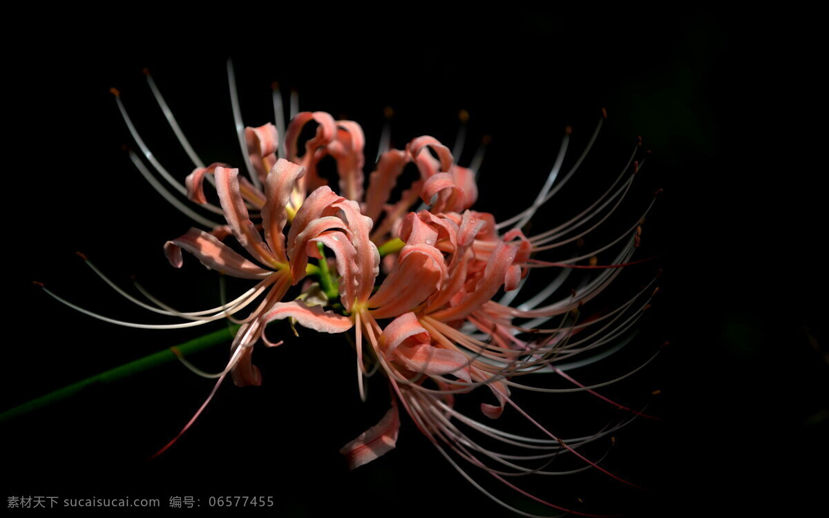 唯美 花 植物 自然 鲜花 花卉 花朵 彼岸花 生物世界 花草