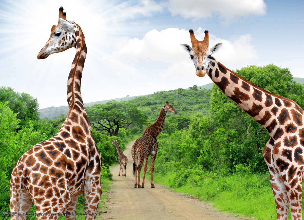 长颈鹿与树木 野生动物 动物世界 陆地动物 生物世界 非洲长颈鹿 草原 上 长颈鹿 其他类别 生活百科 白色
