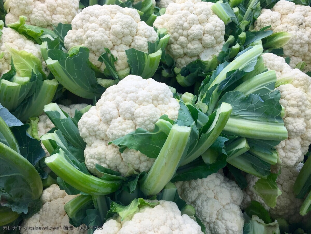 花椰菜 西兰花 青花菜 椰菜 菜花 花菜 植物 食物 食品 绿色食品 健康蔬菜 蔬菜 菜 农场 有机蔬菜 果蔬 绿色蔬菜 农产品 农副产品 椰菜花贴图 椰菜花背景 椰菜花壁纸 椰菜花摆拍 生物世界