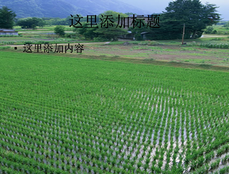 水田稻田 风景 自然风景 模板 范文