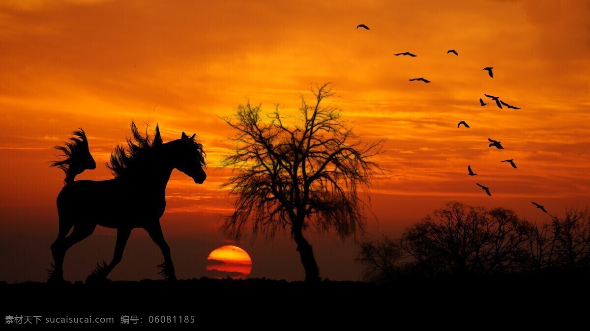 夕阳下的骏马 夕阳 骏马 灌木 日落 马 鸟 奔跑 jpg图 生物世界 家禽家畜