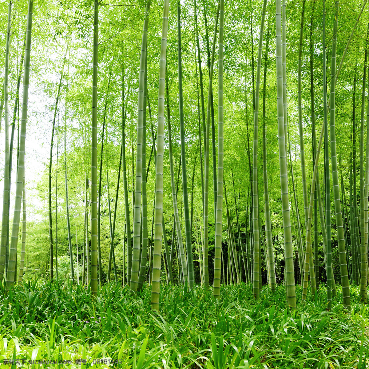 竹林 竹子 草地 自然 风景 绿色