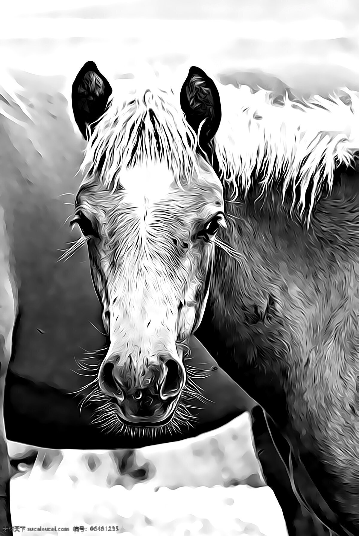 黑白 马匹 头像 局部 黑白马匹 黑白马头 马儿 骏马 马头 头部特写 头部 近景 特写 动物 生物世界 家禽家畜