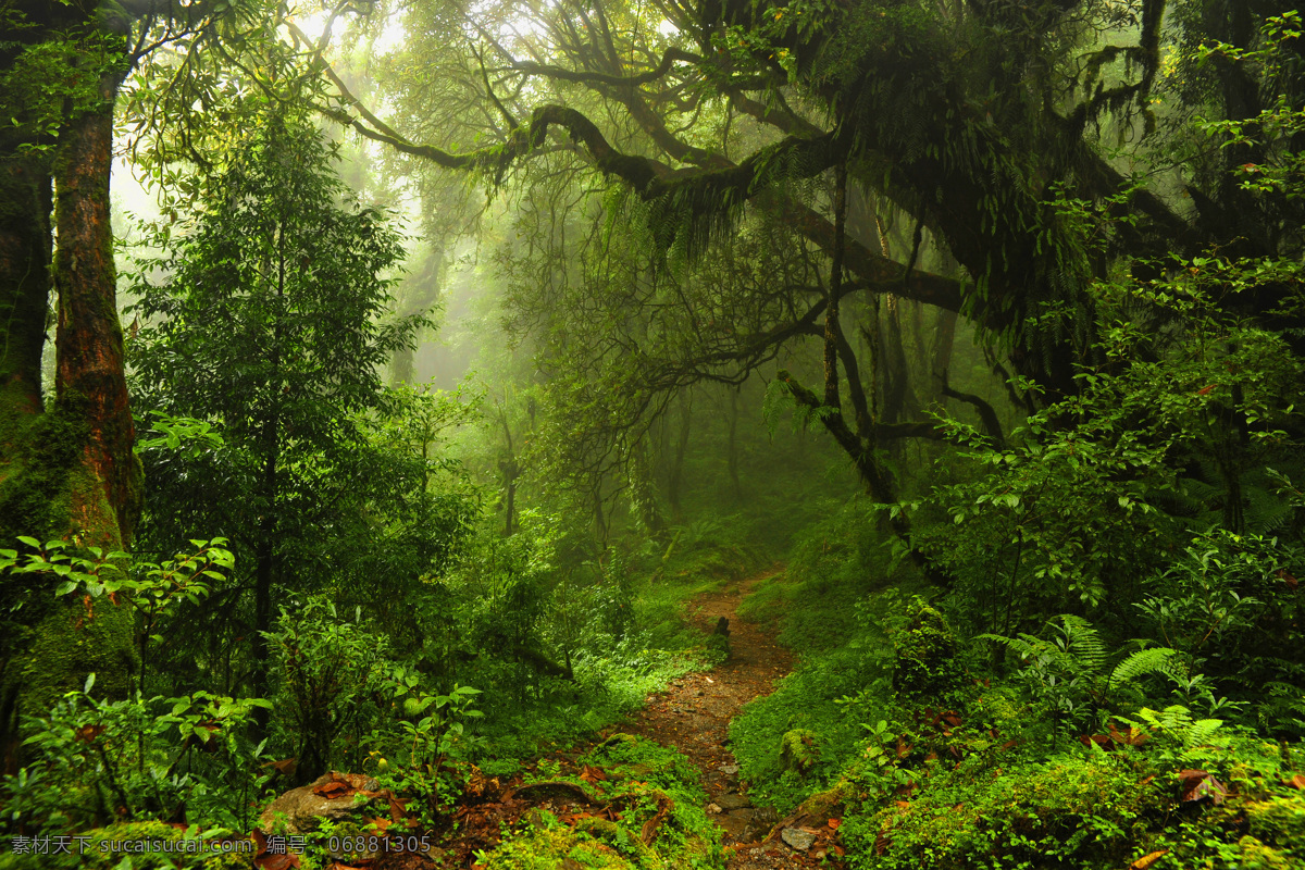 热带雨林 树木 风景 热带雨林风景 热带植物 美丽风景 美丽景色 自然美景 风景摄影 自然风景 自然景观 黑色