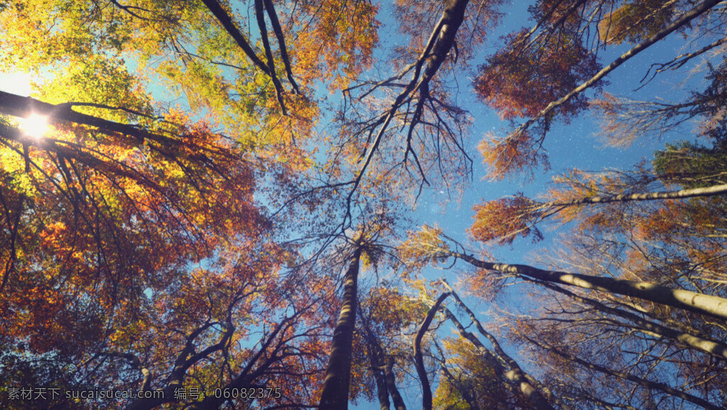 秋天 树林 仰 拍 动态 高清 视频 仰拍 凉爽 树叶