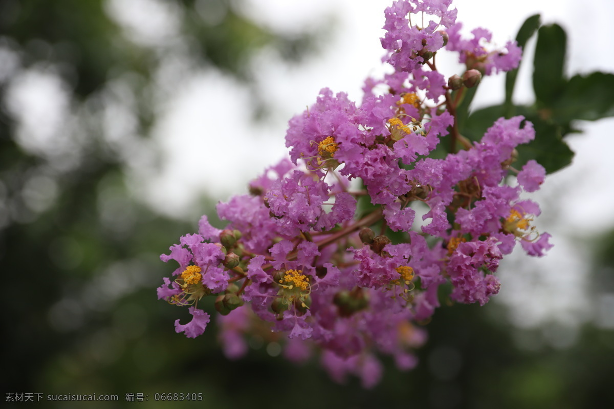 紫薇 花卉 粉红 自然花 美丽 自然景观 自然风景