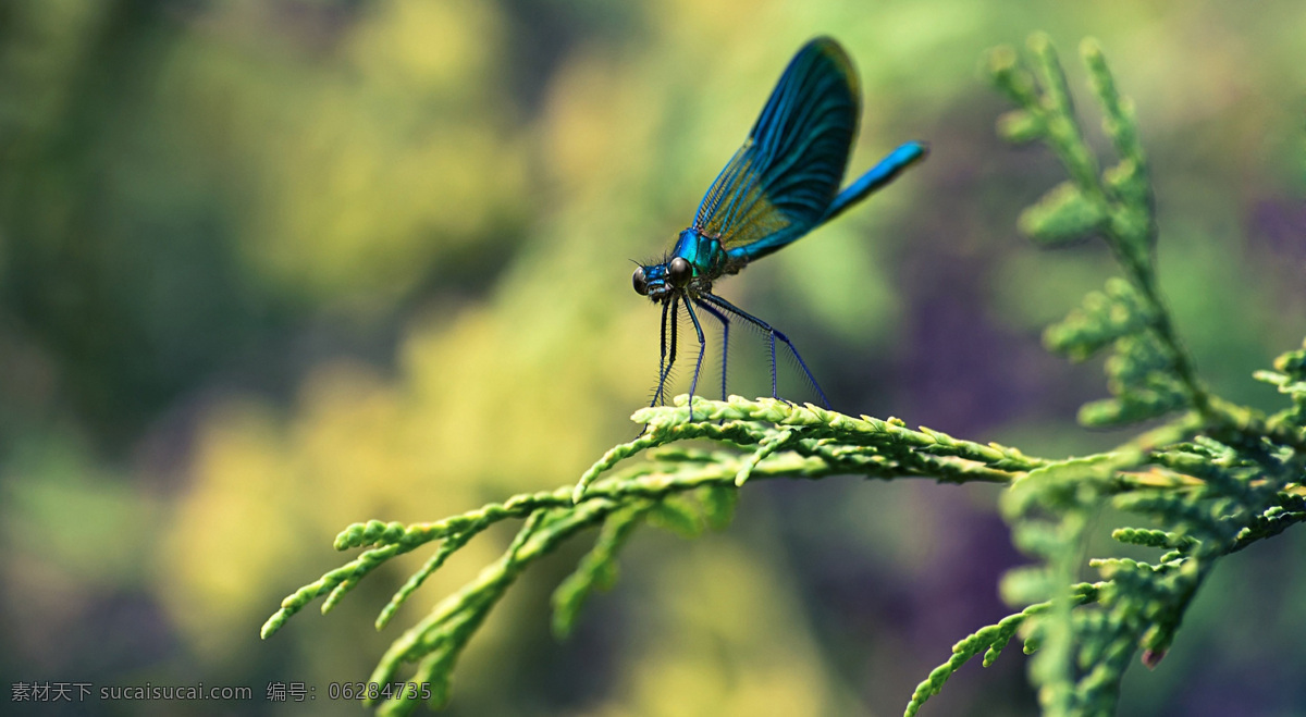 落 植物 上 小蓝 蜻蜓 蓝蜻蜓 昆虫 飞虫 黄色