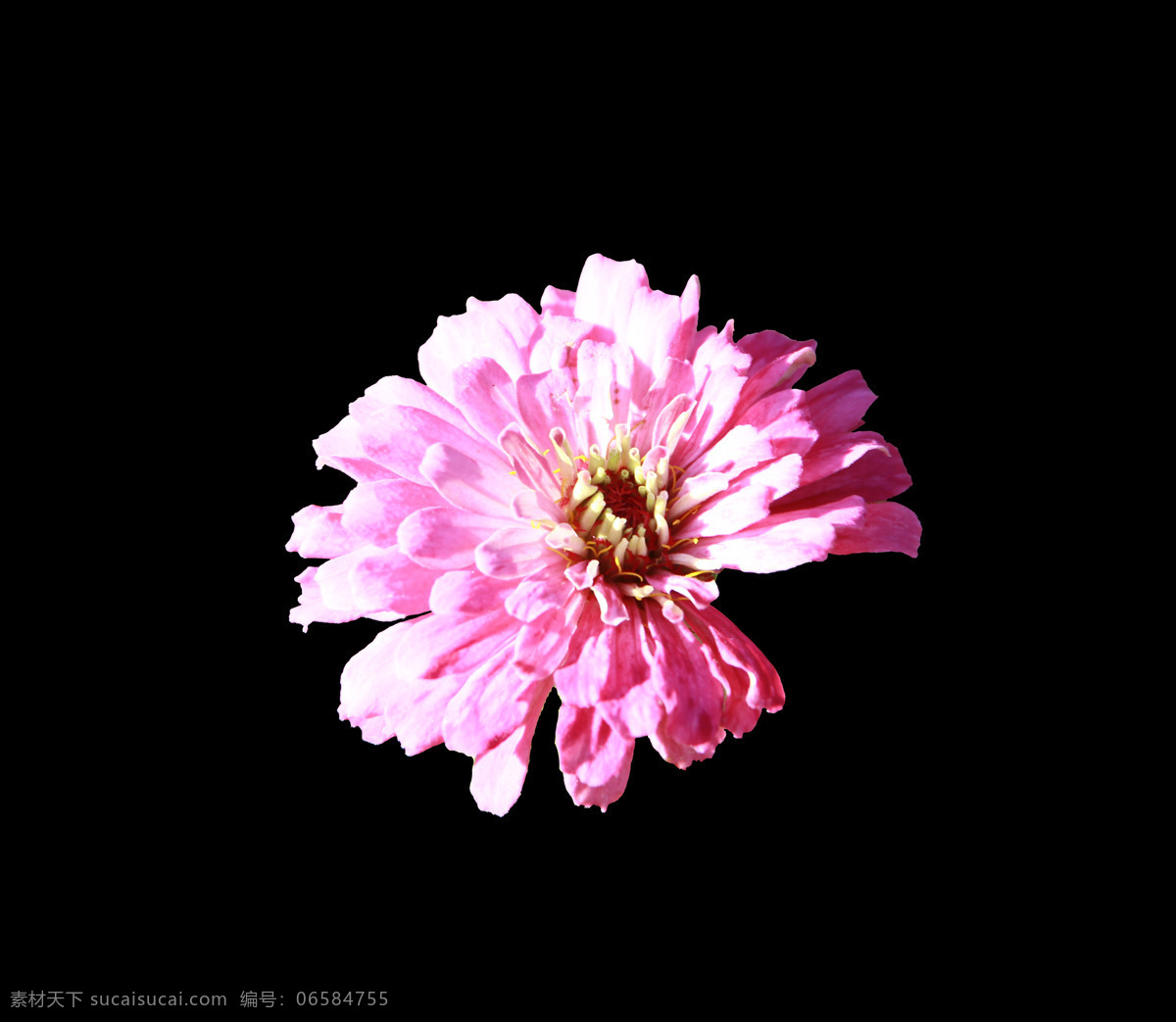 位图 写实花卉 植物 花朵 免费素材 面料图库 服装图案 黑色