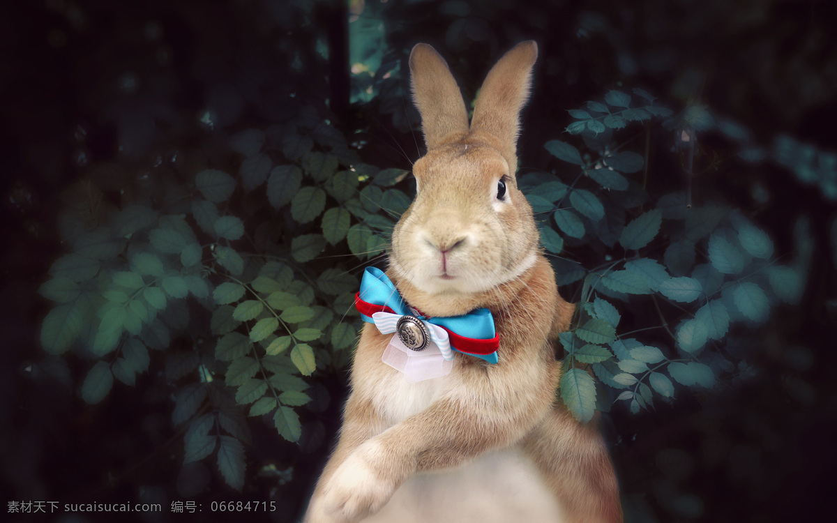 可爱 灰 兔 兔子 灰色 萌兔 动物