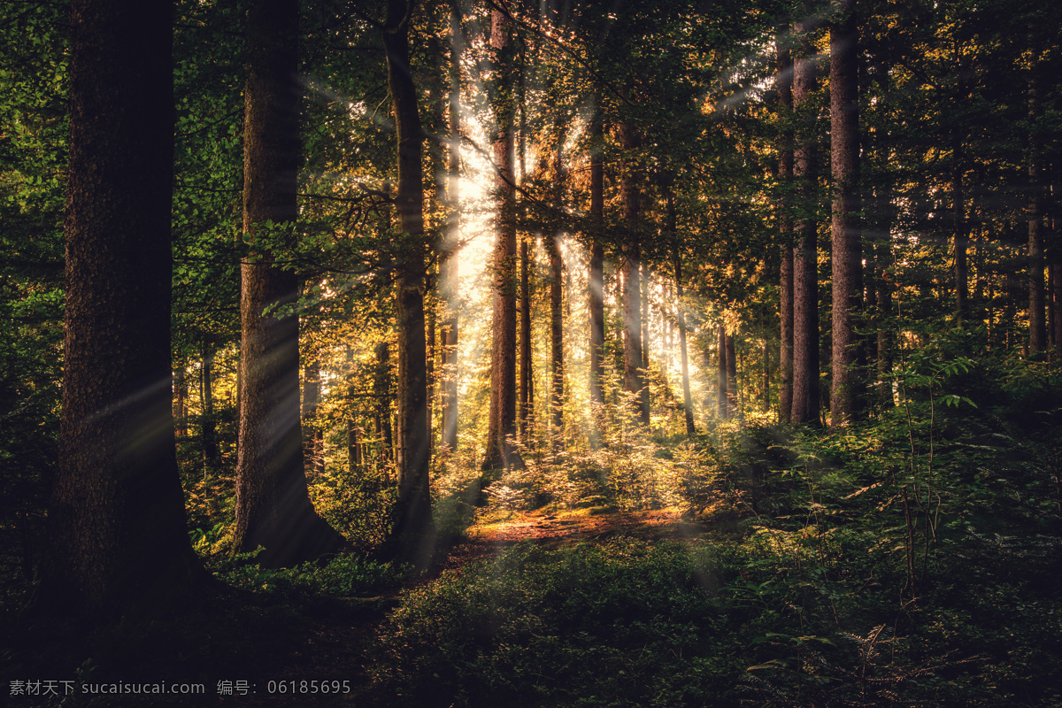 晨曦图片 森林 绿色 大自然 阳光 晨曦 丁达尔效应 太阳 自然景观 自然风景